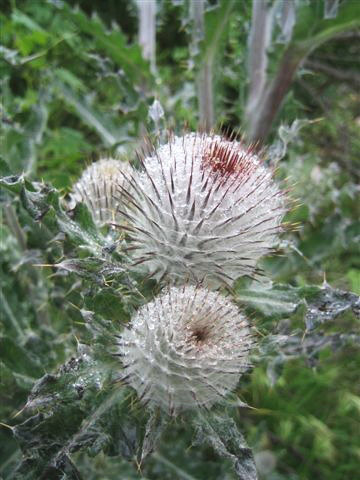 Cirsium occidentale by Linda Pardy