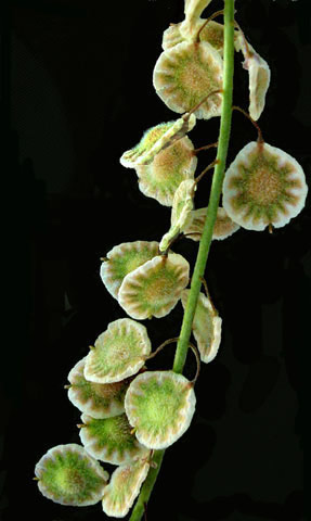 Thysanocarpus curvipes by Paula Knoll