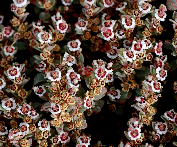 Chamaesyce arizonica by Paula Knoll