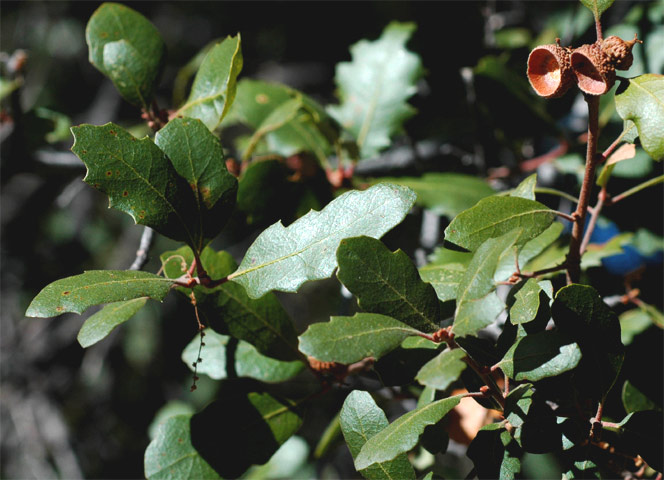 Quercus xactidens by Paula Knoll