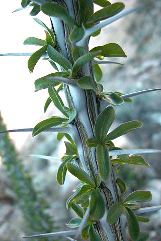 Ocotillo in leaf by Paula Knoll