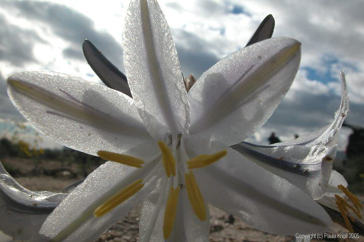 Desert Lily by Paula Knoll