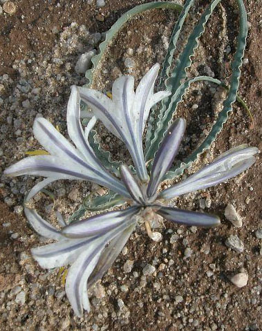 Desert Lily by Paula Knoll