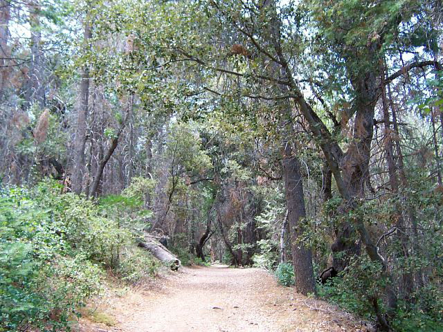 Palomar Mountain Trail by Paula Knoll