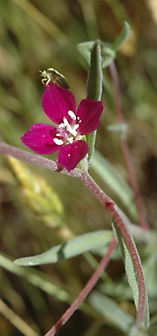 Clarkia purpurea by Paula Knoll