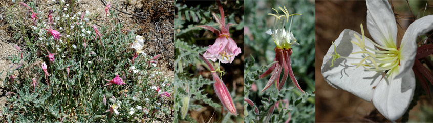 Oenothera californica by Paula Knoll