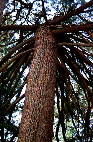 Pinus lambertiana by Paula Knoll