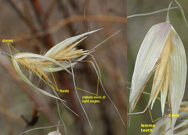 2 Spikelets