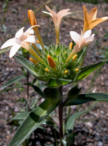 Collomia grandiflora by Paula Knoll