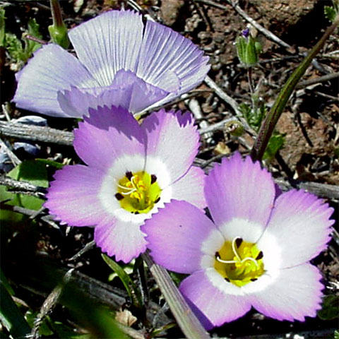 Linanthus dianthiflorus by Paula Knoll