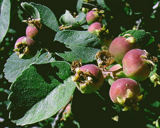 Amelanchier utahensis fruit by Paula Knoll