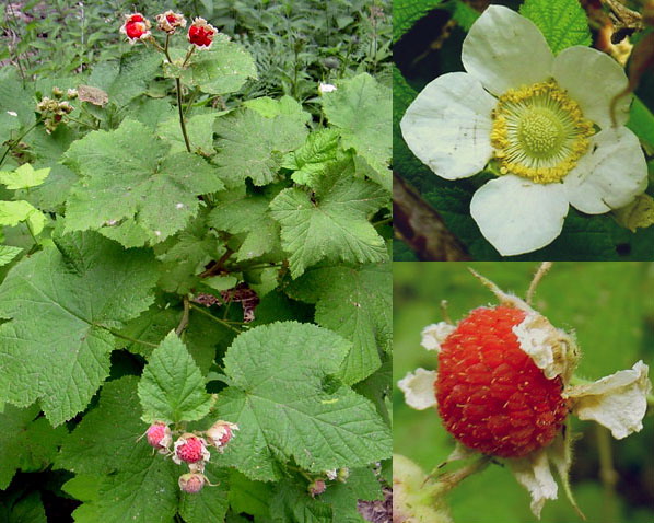 Rubus parviflorus by Paula Knoll