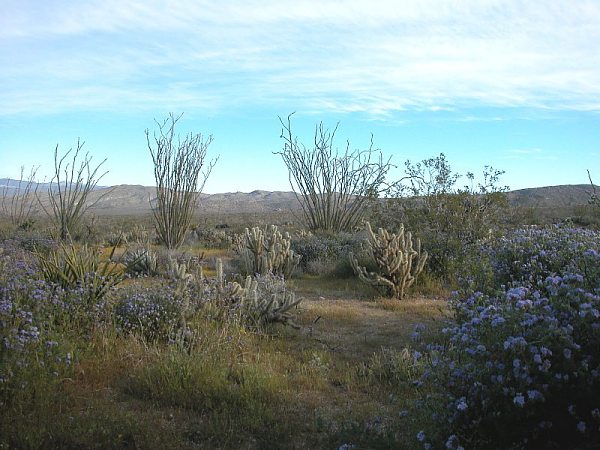 2005 Desert Wildflowers by Paula Knoll