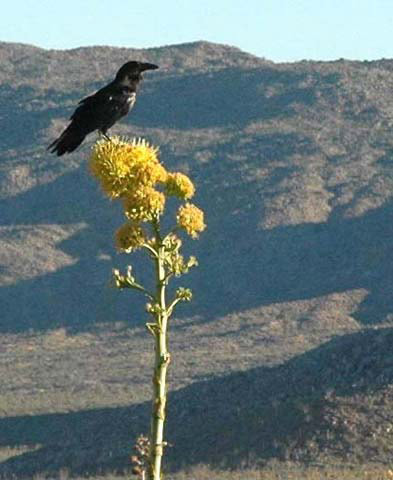 Raven on Agave by Paula Knoll