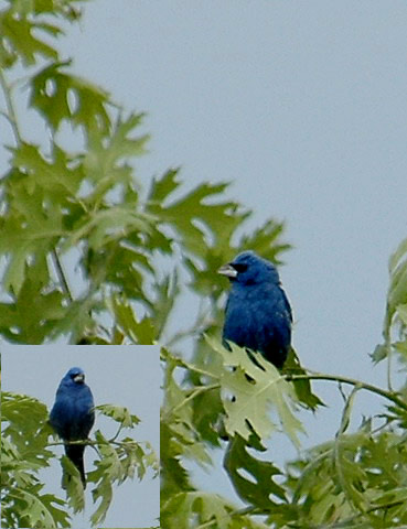 Blue Grosbeak by Paula Knoll 5/5/2006