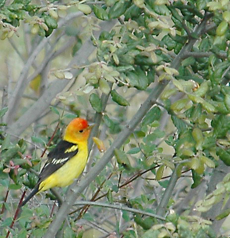 Western Tanager by Paula Knoll
